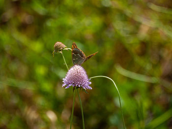 Close-up of insect on purple flower