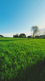 Scenic view of field against clear sky