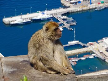 Monkey sitting on a rock overlooking gibraltar harbour 