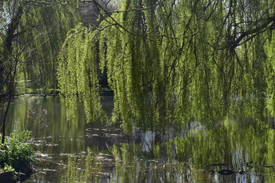 Scenic view of lake in forest