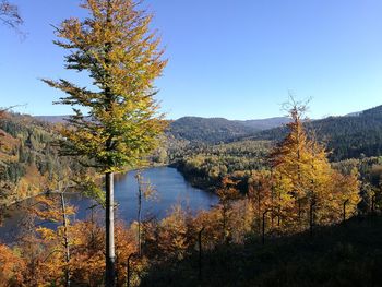 Scenic view of lake in forest against clear blue sky