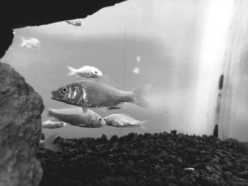 High angle view of fish swimming in sea