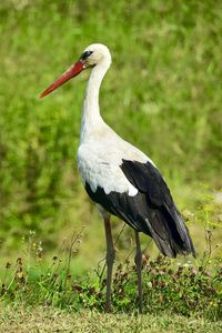 Bird on a field