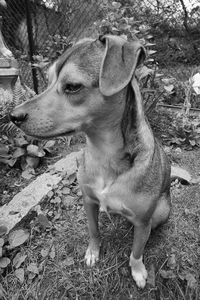 Close-up of dog looking away