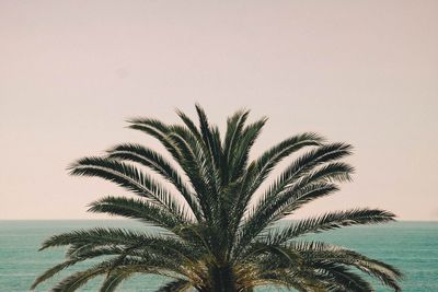 Palm tree by sea against clear sky