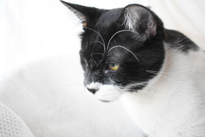 Close-up of a cat looking away