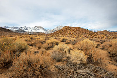 Desert plants in the buttermilks sierra nevada mountain region near bishop, california