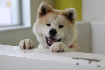 Akita in refuge