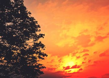 Low angle view of silhouette tree against orange sky