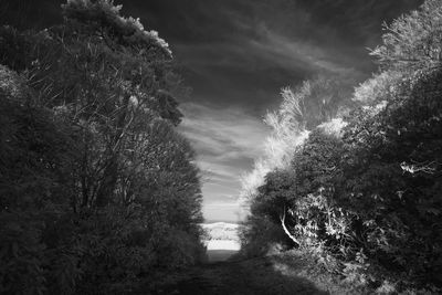 Footpath amidst trees against sky