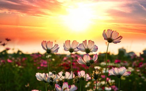 Close-up of cosmos flowers on field during sunset
