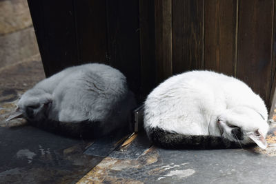 View of a sleeping cat