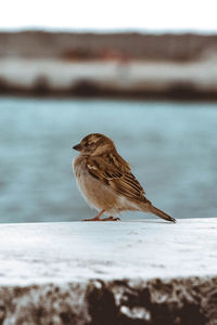 Close-up of a sparrow perching on the sea