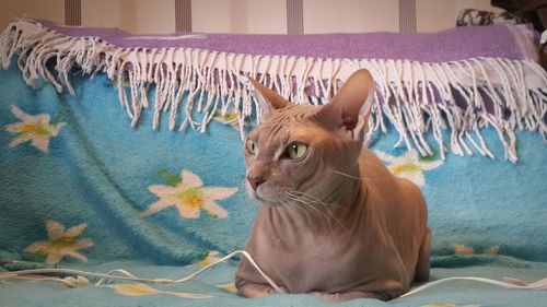 Close-up of sphynx hairless cat on resting bed at home