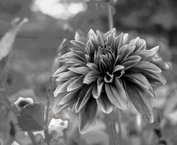 Close-up of dahlia on field