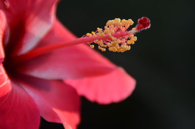 Close-up of pink hibiscus blooming against black background
