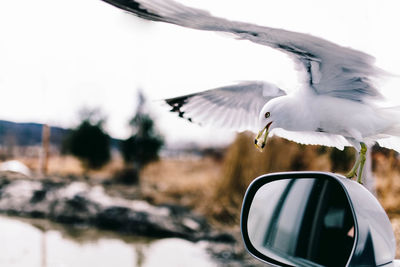 Close-up of seagull perching on side-view mirror of car