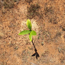 High angle view of small plant on land
