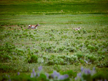 View of sheep on grassy field