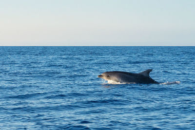 View of an animal in sea