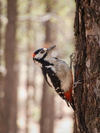 Bird perching on a tree