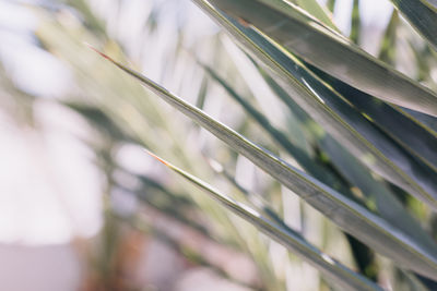 Details of palm leaf in the sunshine