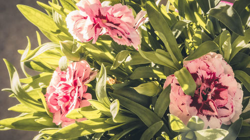 Close-up of pink flowering plant