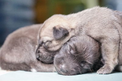 Close-up of puppy sleeping