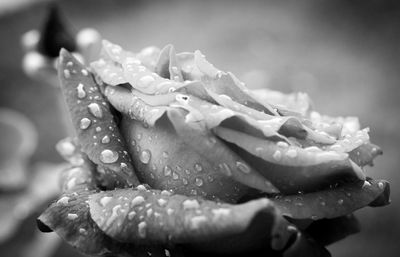 Close-up of wet rose