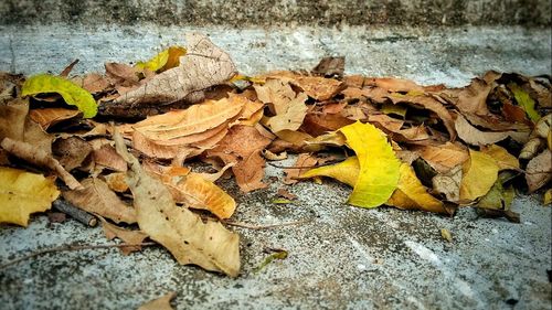 Close-up of dry leaves on ground