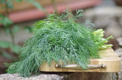 High angle view of potted plant