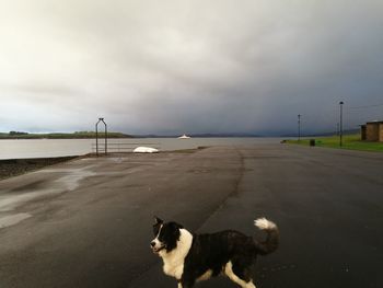 Dog at beach against sky