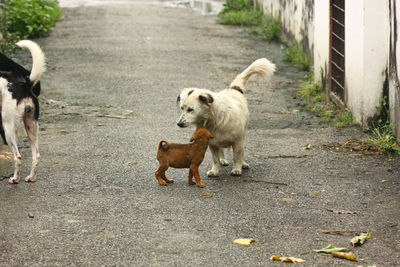 Dog standing on road