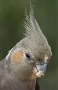 Close-up of bird