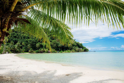 Palm trees on beach against sky