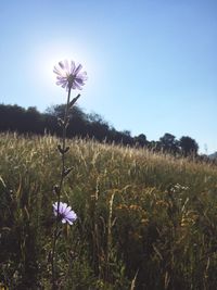 Close-up of purple flowering plants on field against sky