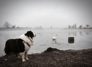 Dog standing on lakeshore against sky during winter