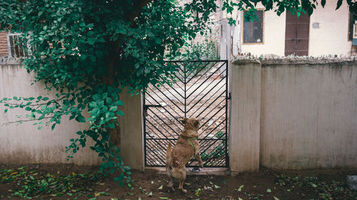 View of a cat looking through window
