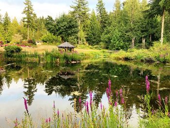 Scenic view of lake and trees in forest