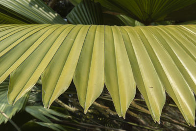 Close-up of palm leaves