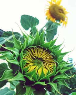 Close-up of sunflower on plant