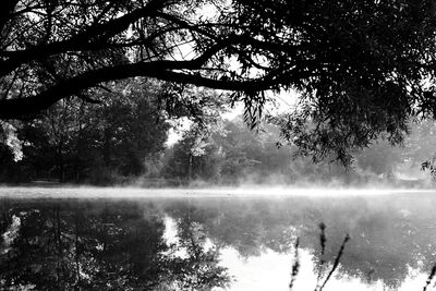 Reflection of tree in lake against sky