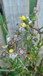Close-up of yellow flowers on plant