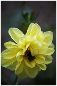 Close-up of bee on yellow flower