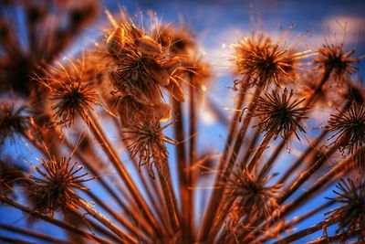 Close-up of plant against blurred background