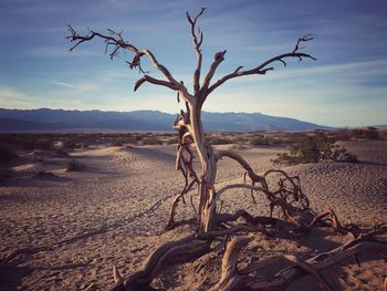 Bare tree on desert against sky