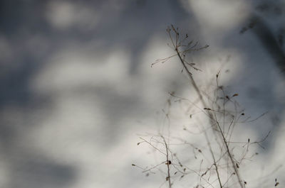 Close-up of grass against sky