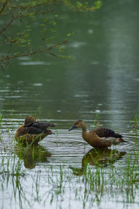 Ducks swimming in lake