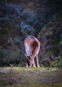 Deer grazing on field