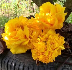 Close-up of yellow flowers